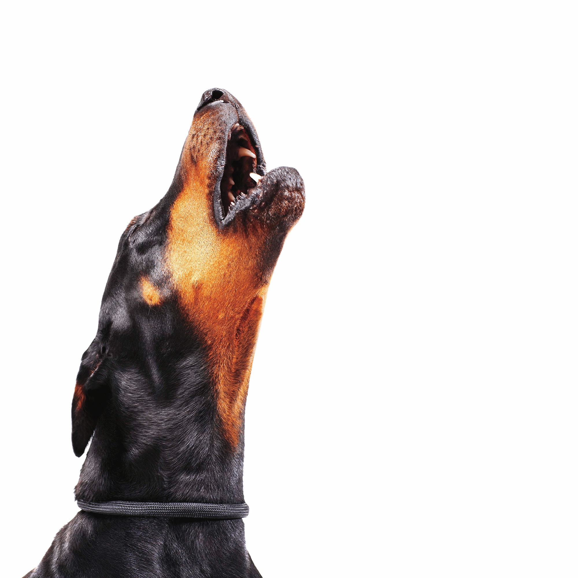 Bark Stopper