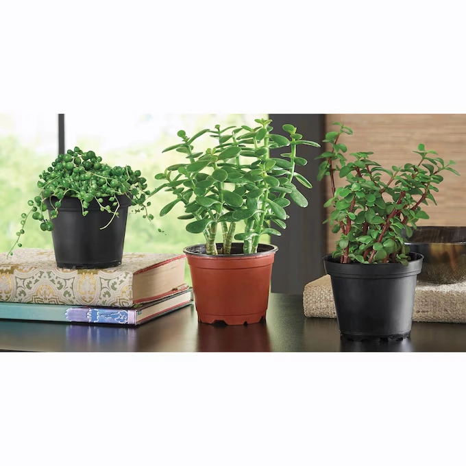 Set of 3 Live Succulents